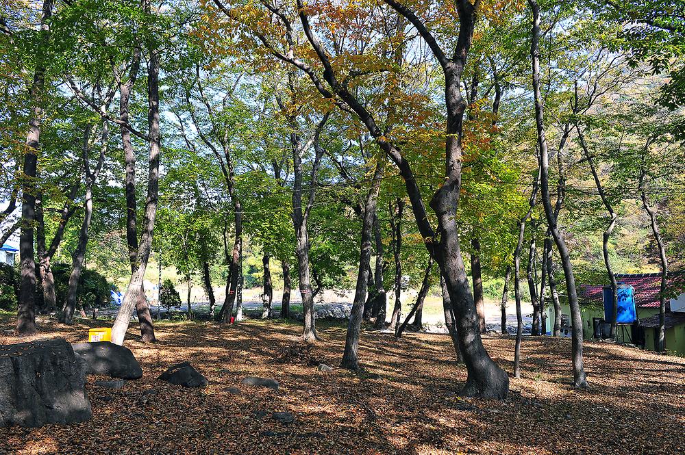 숲속가든 캠핑장