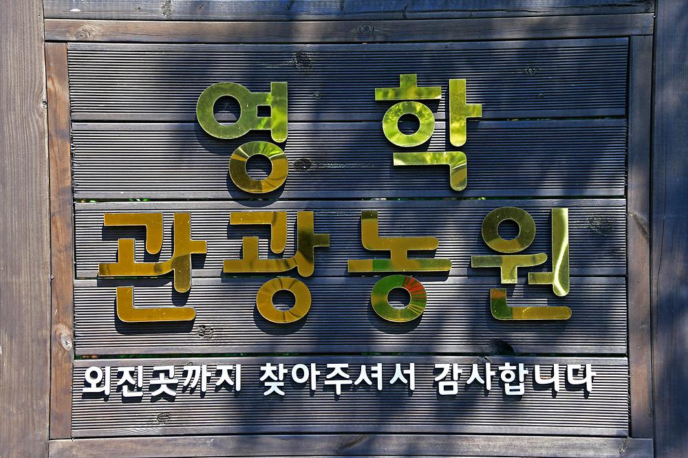 영학관광농원야영장