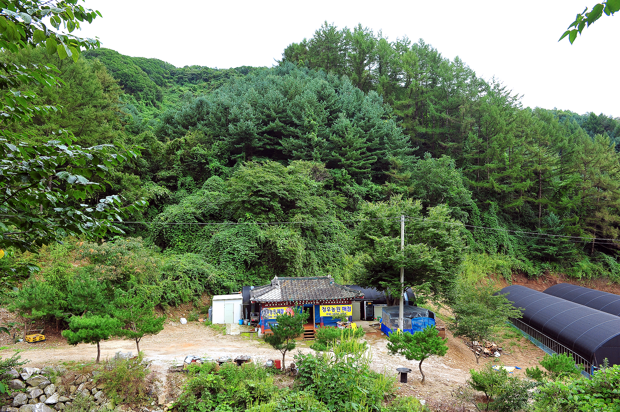 계곡과소나무 캠핑장