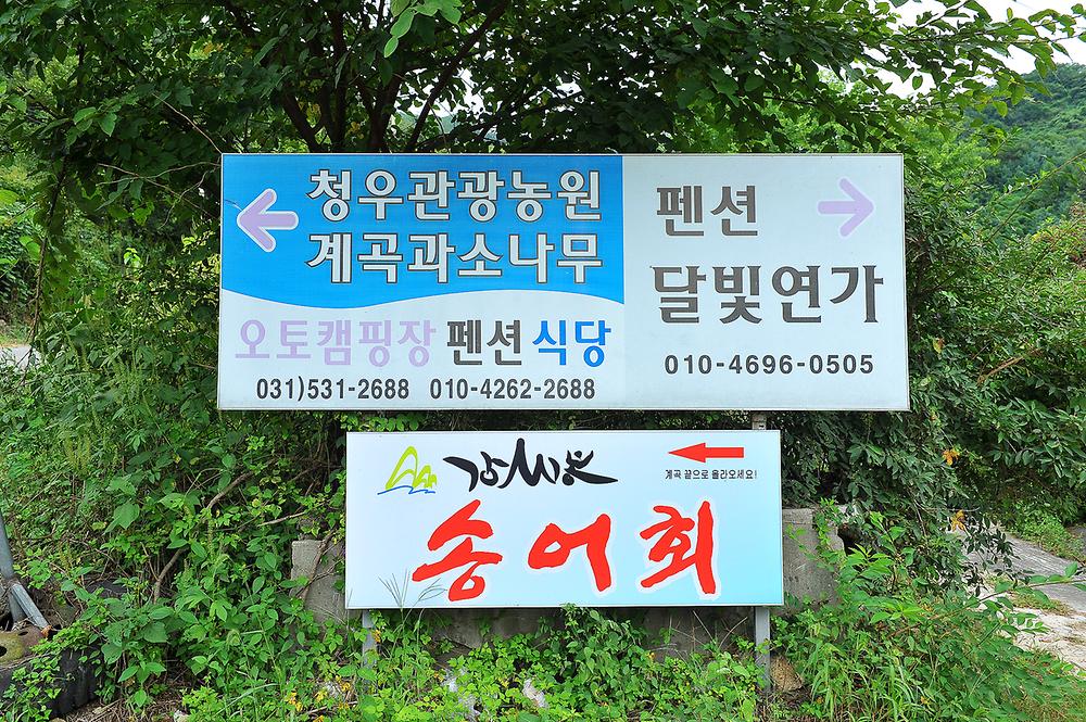 계곡과소나무 캠핑장