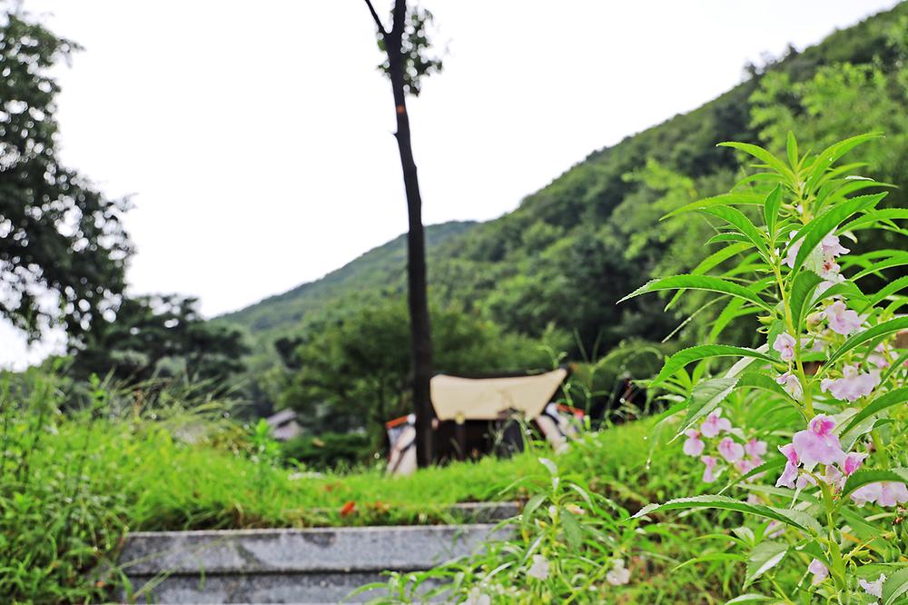 용인 자연숲 캠핑장