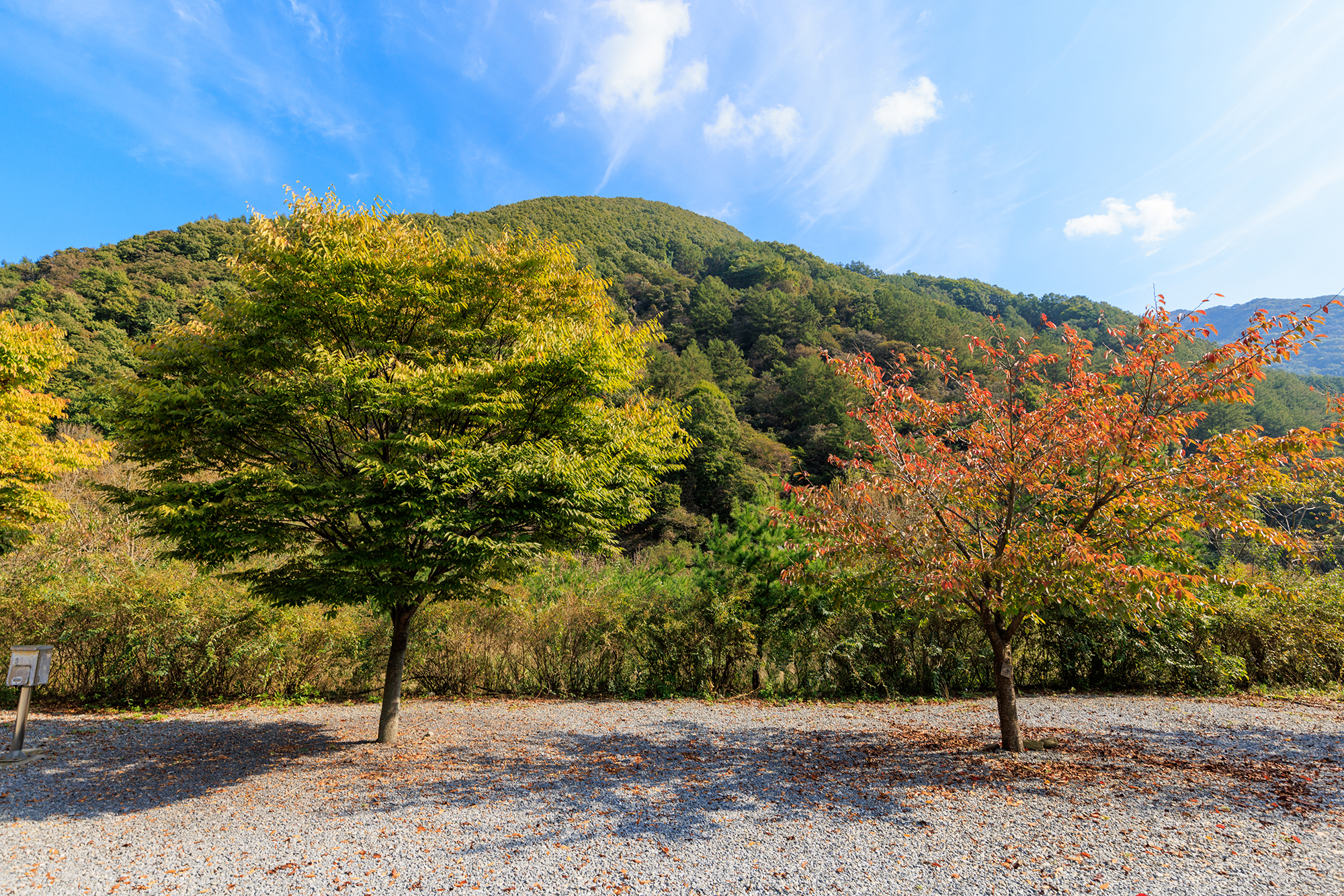 월악산억수솔밭캠핑장