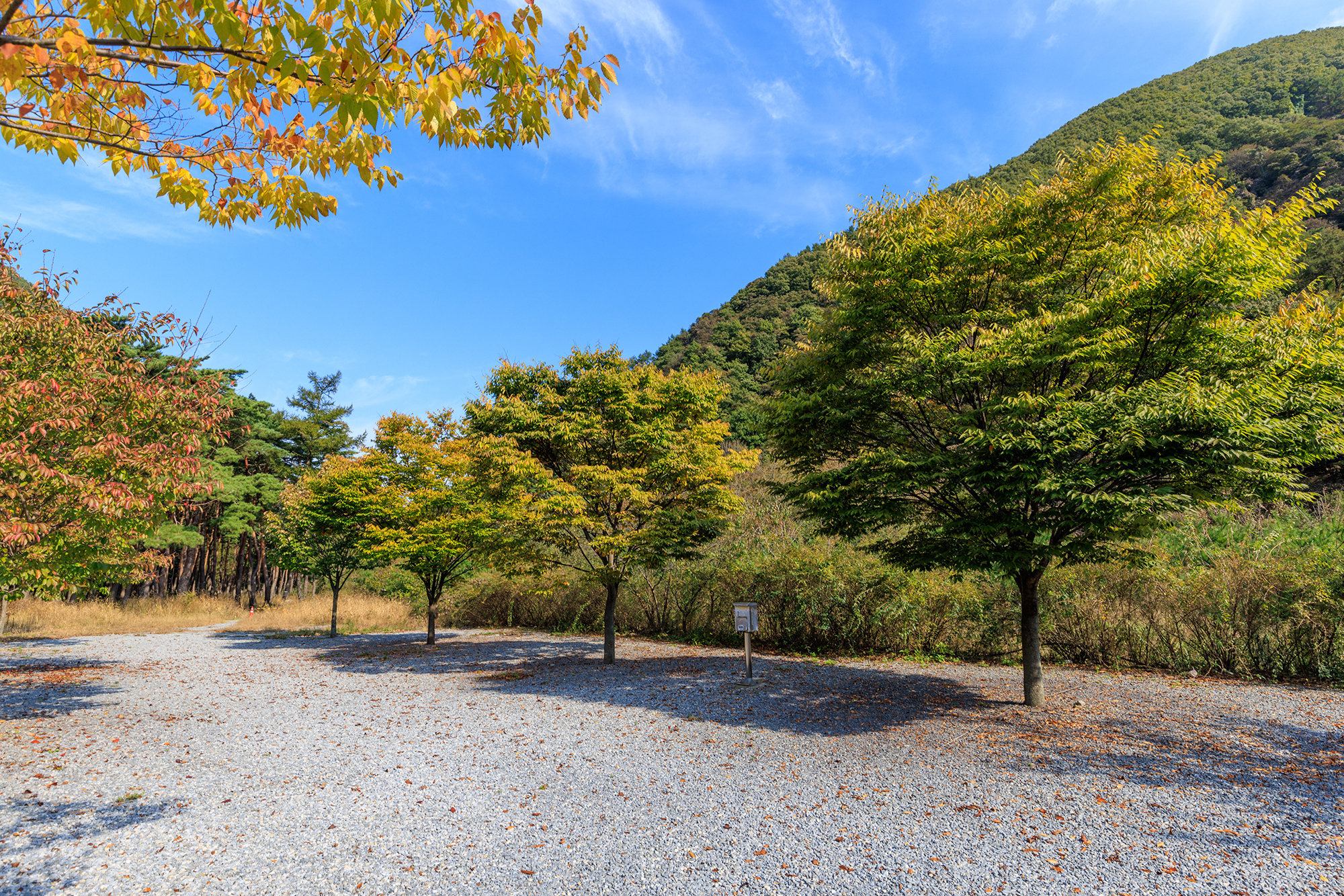 월악산억수솔밭캠핑장