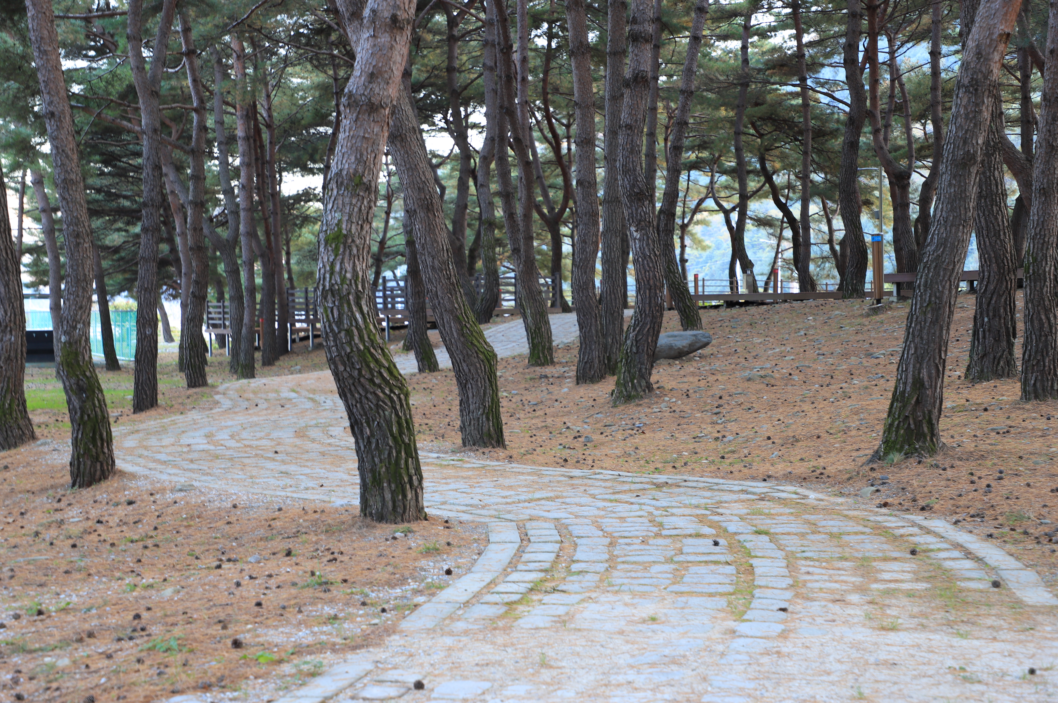 회동솔향캠핑장