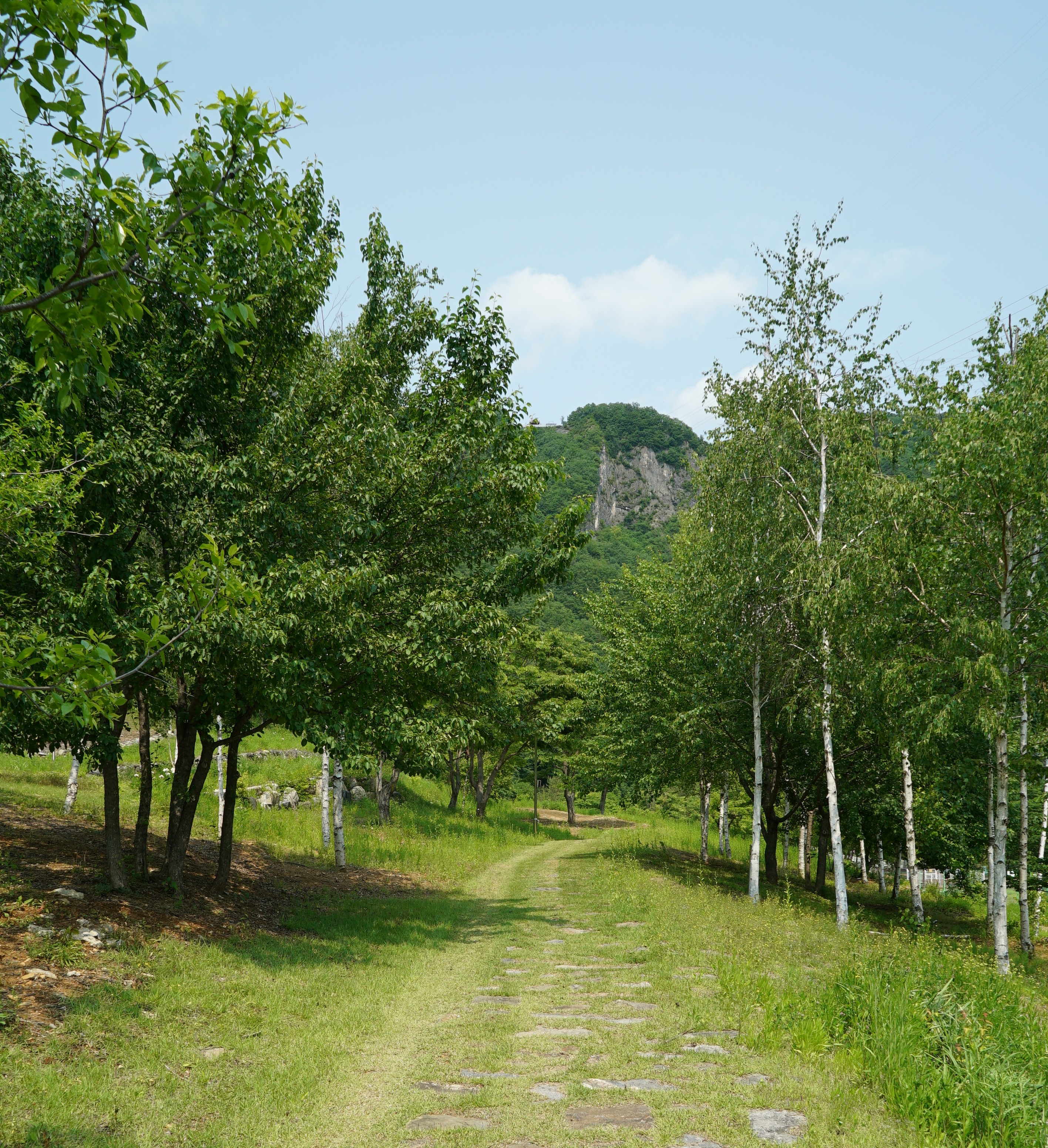 정선 펫 캠핑장