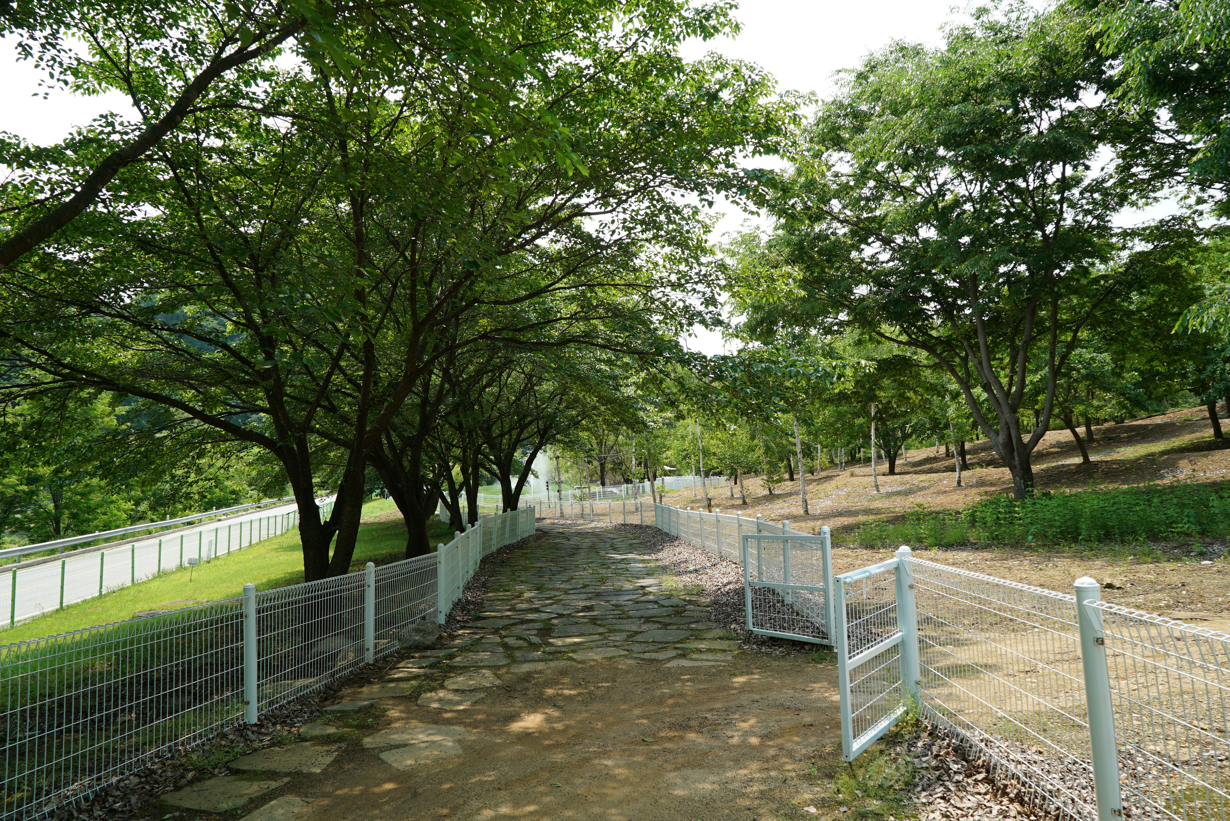 정선 펫 캠핑장