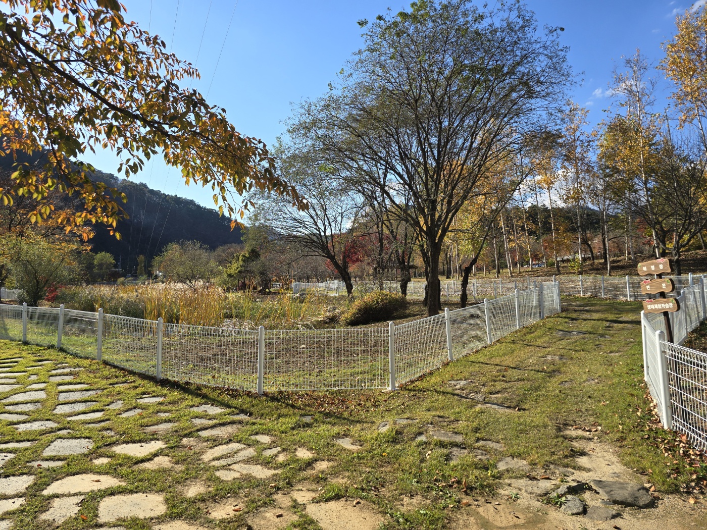 정선 펫 캠핑장