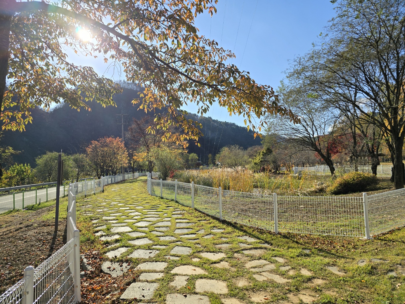정선 펫 캠핑장