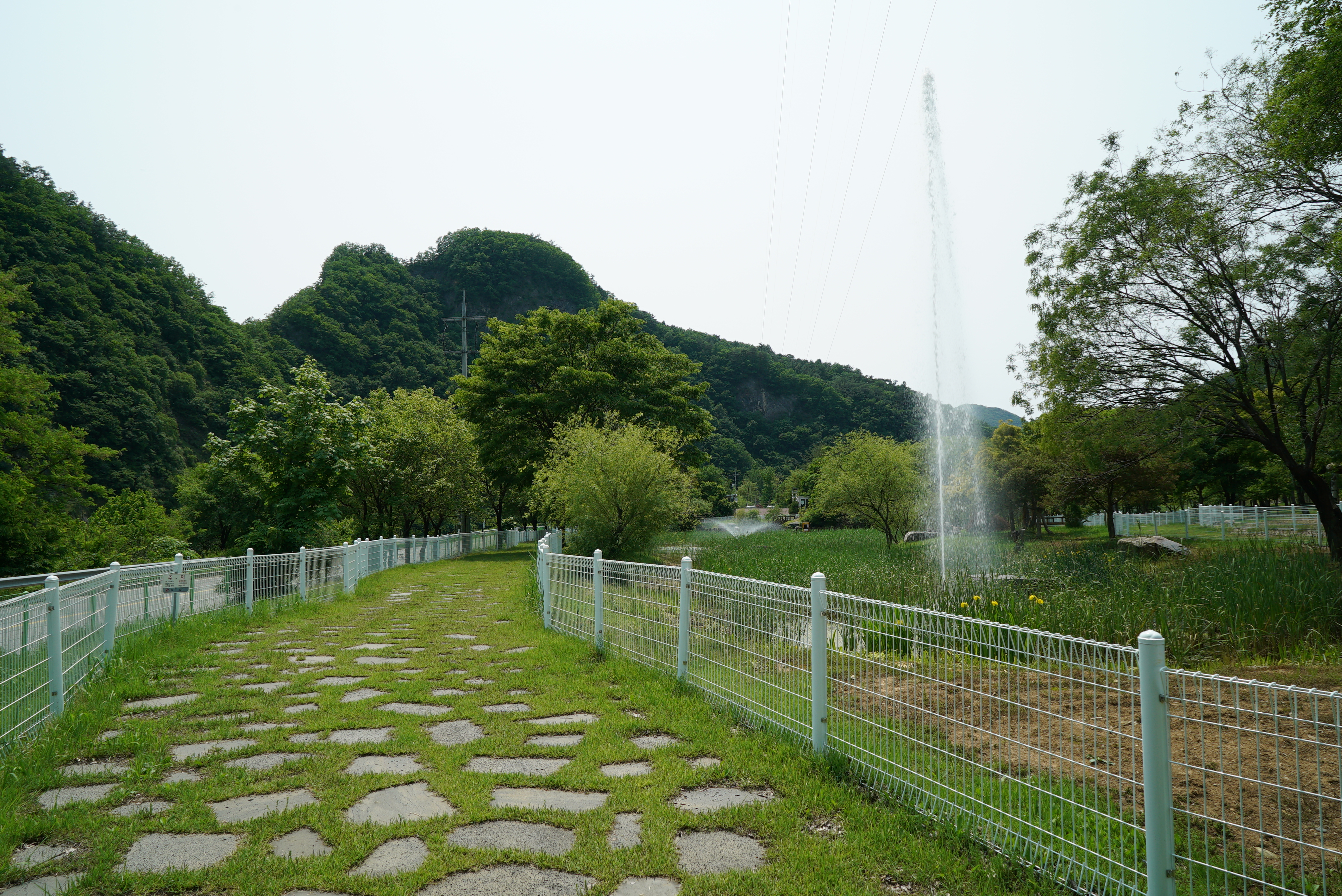 정선 펫 캠핑장