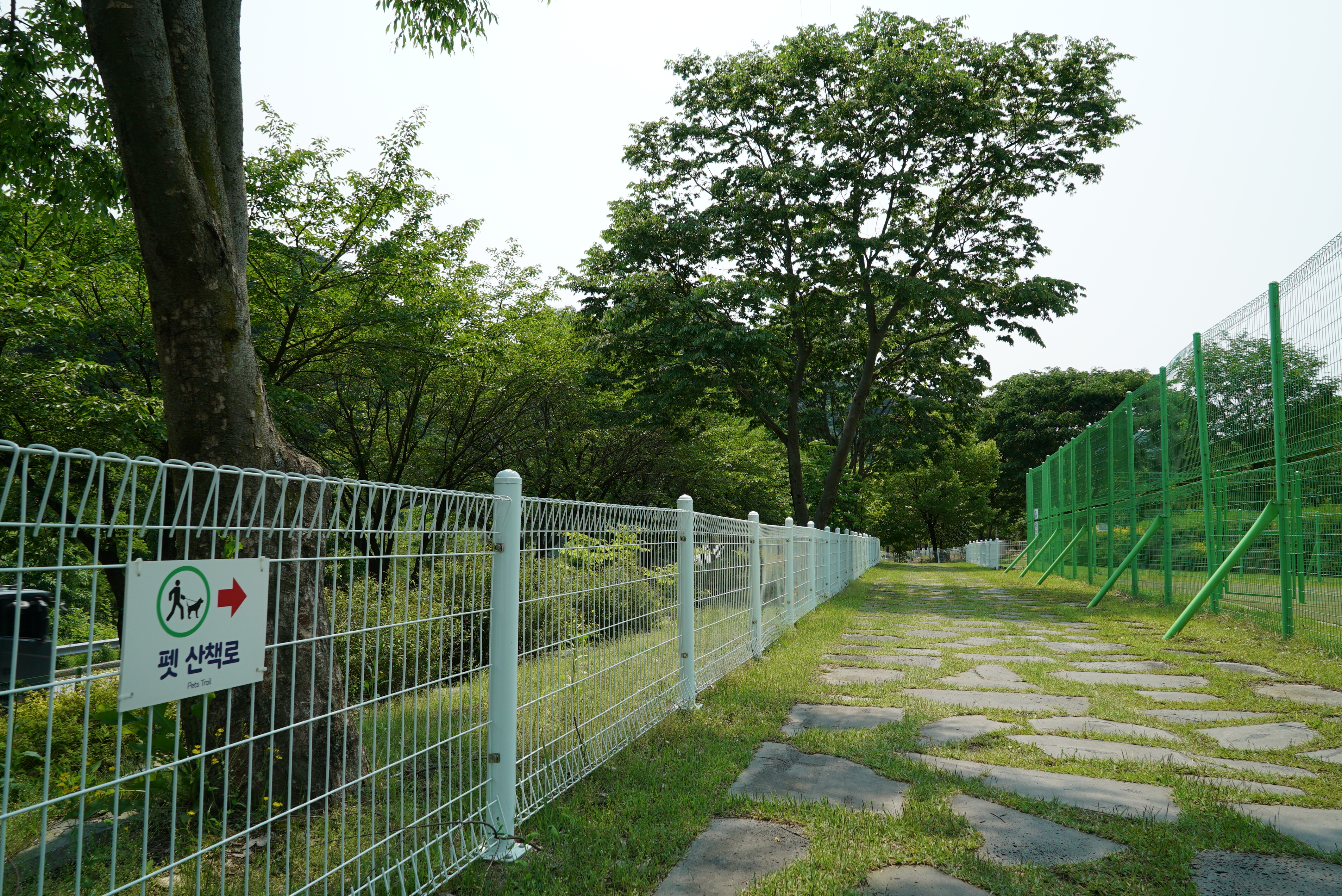 정선 펫 캠핑장