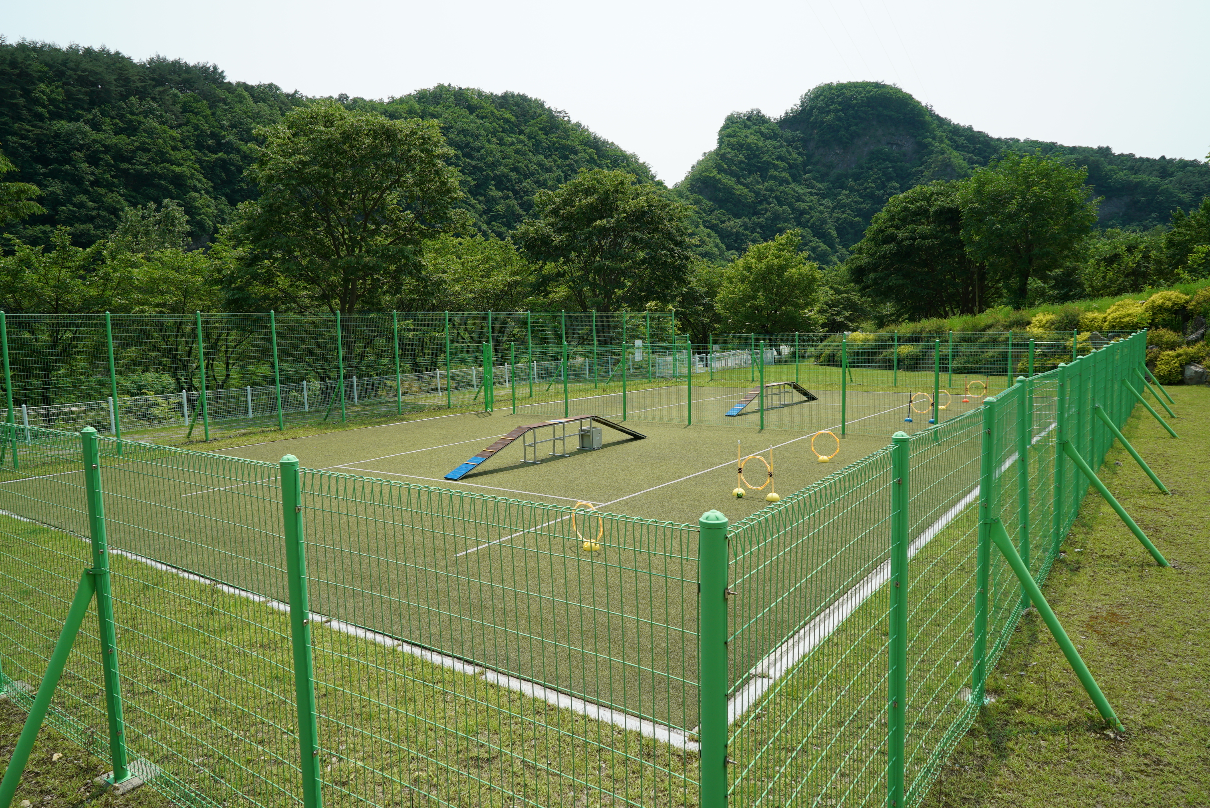 정선 펫 캠핑장