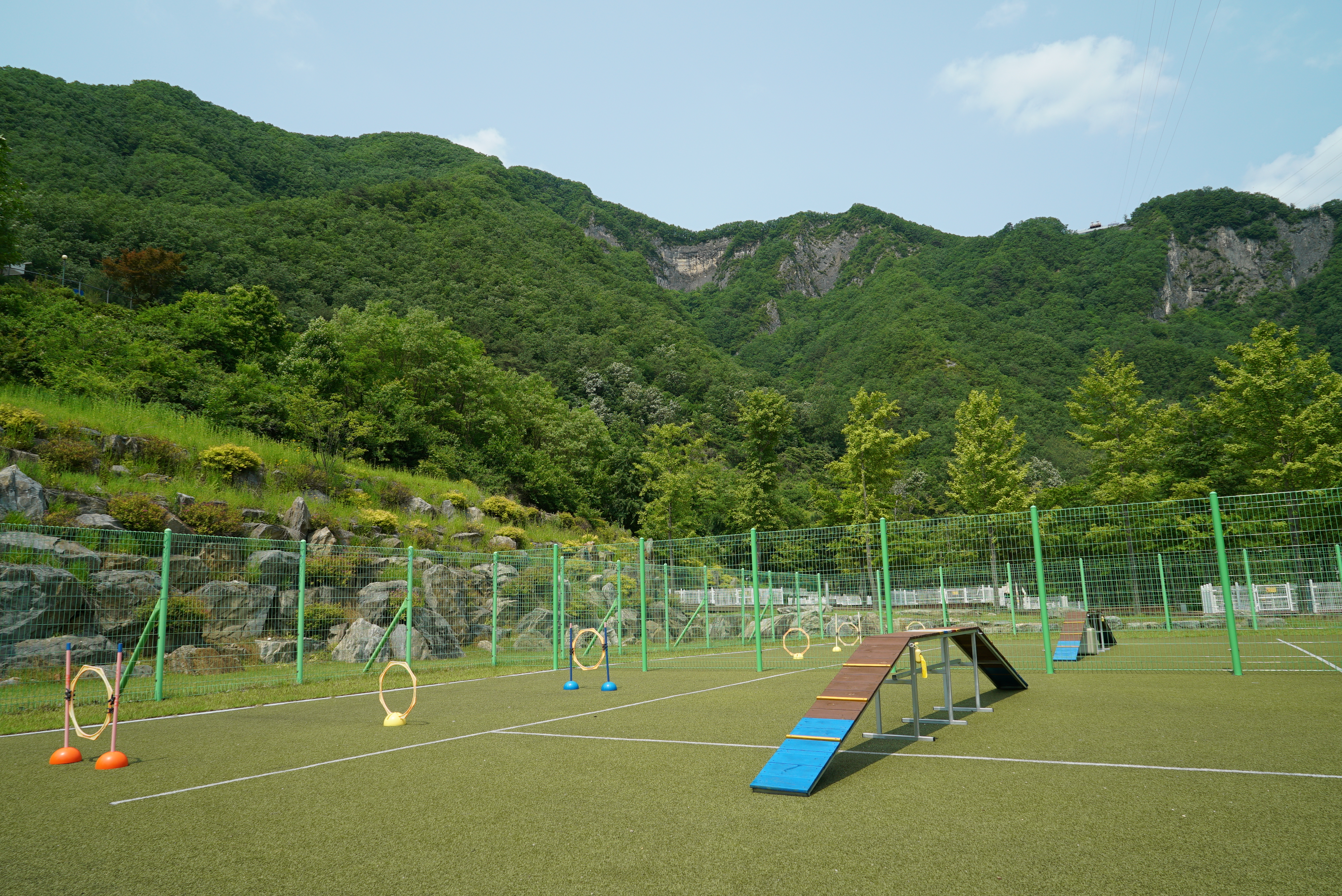 정선 펫 캠핑장
