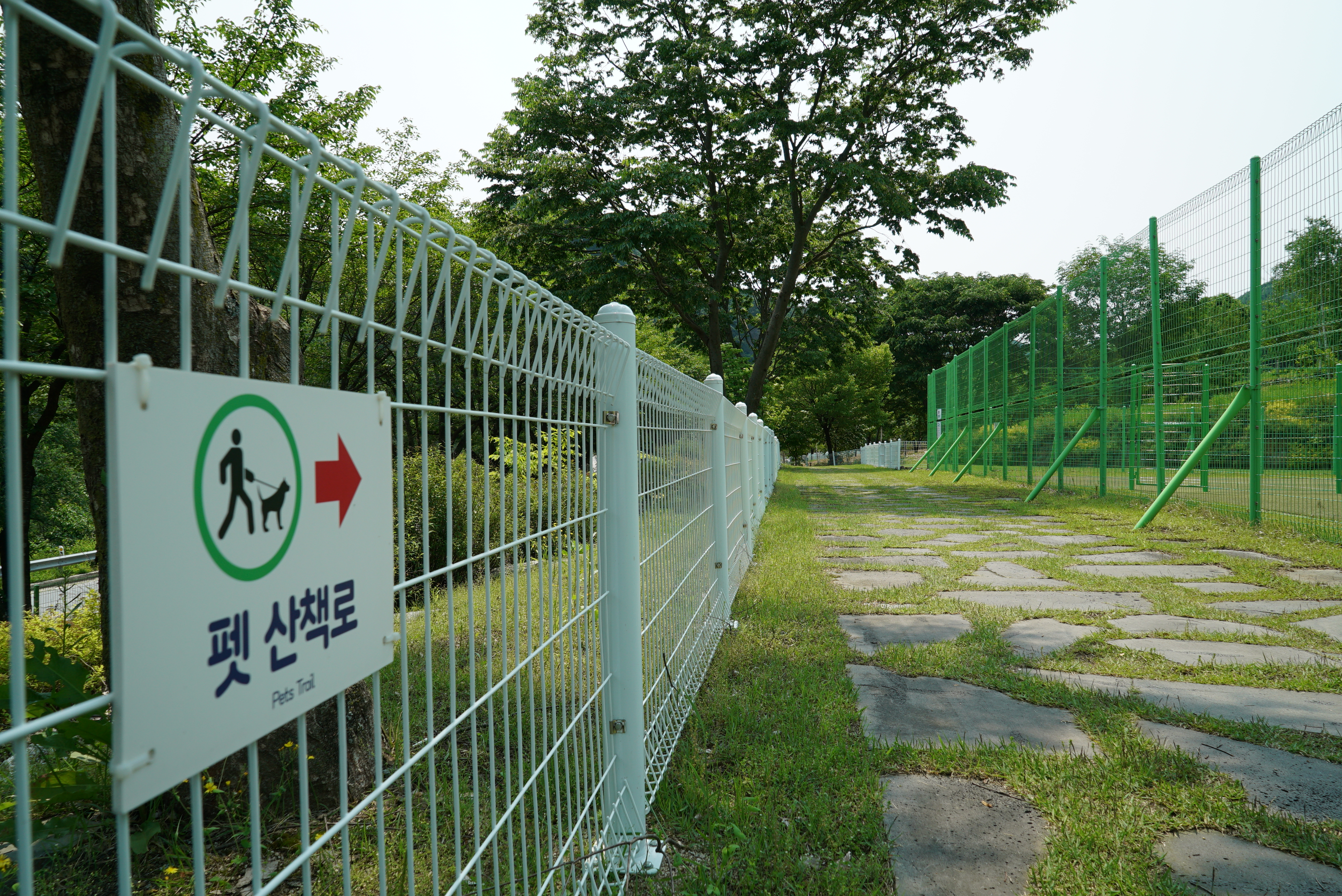 정선 펫 캠핑장
