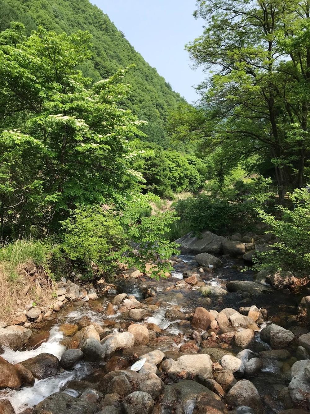 단양 천동계곡 캠핑장 그린농원