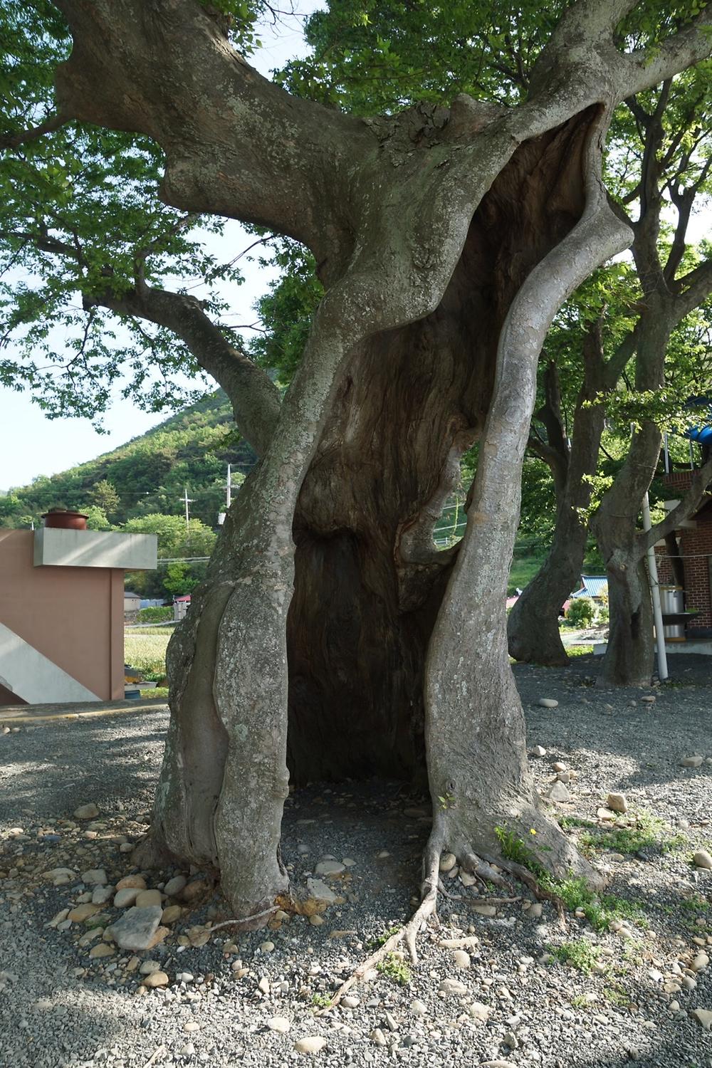 천하마을야영장