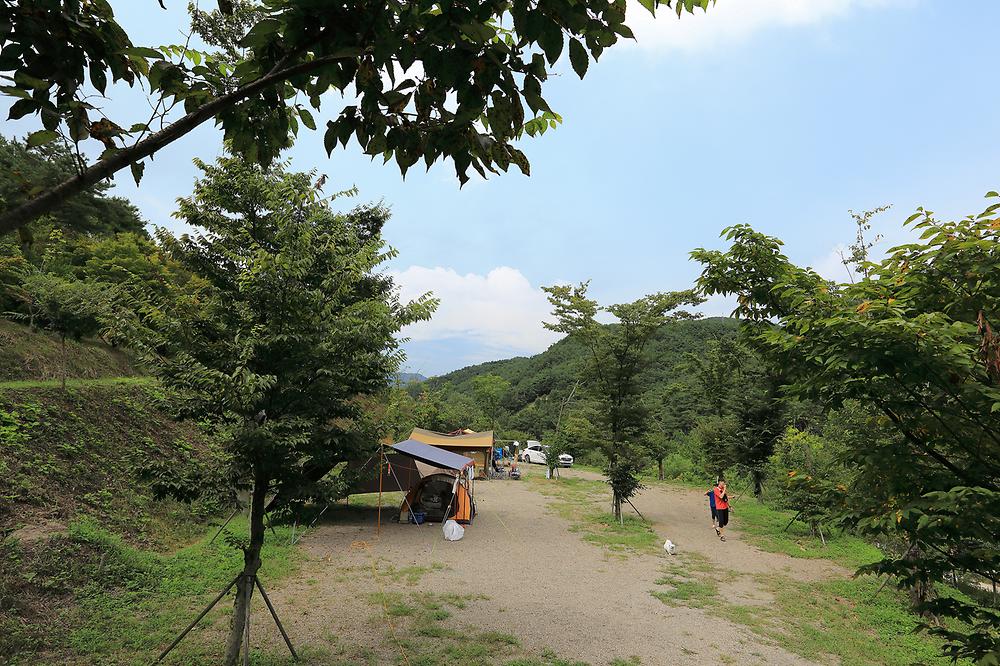트리독스 애견전용캠핑장