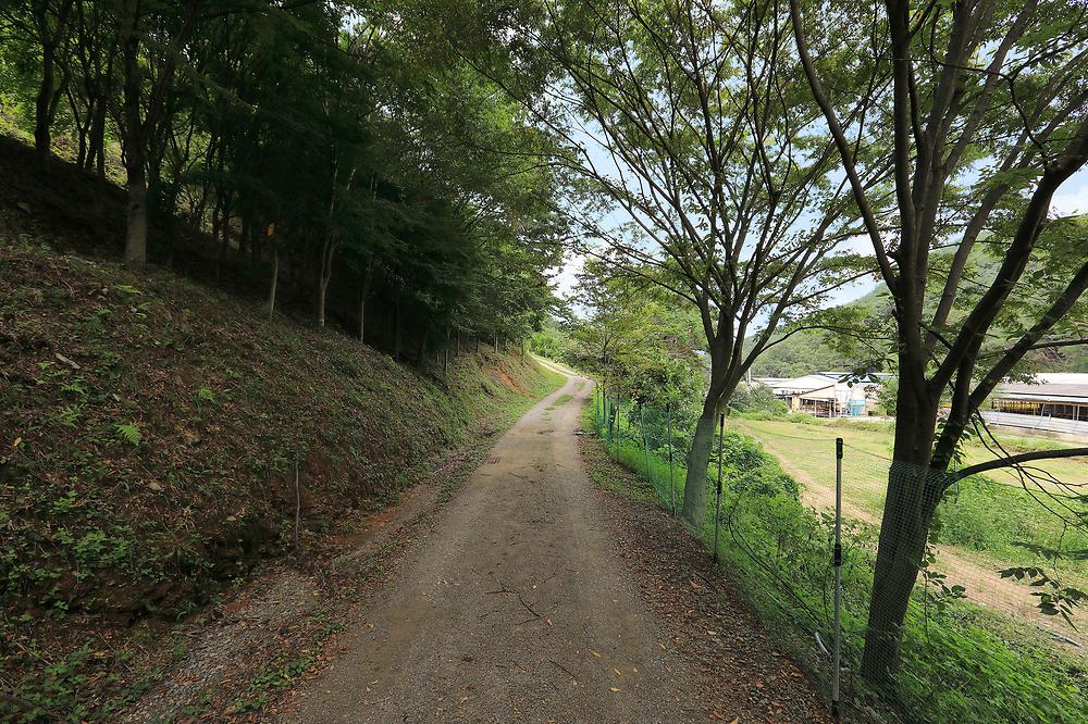 트리독스 애견전용캠핑장