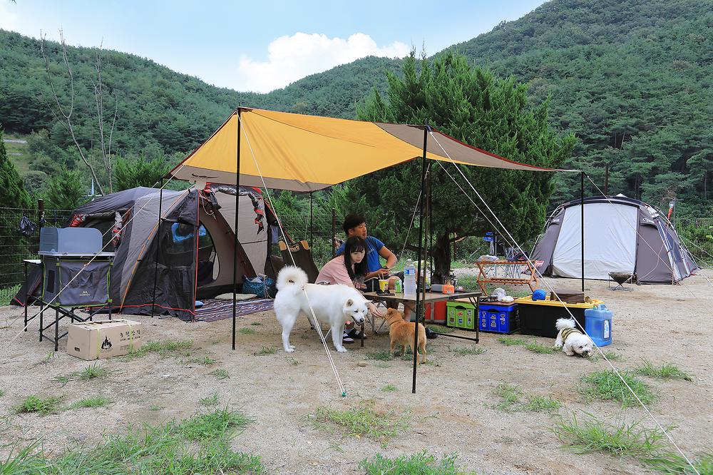 트리독스 애견전용캠핑장