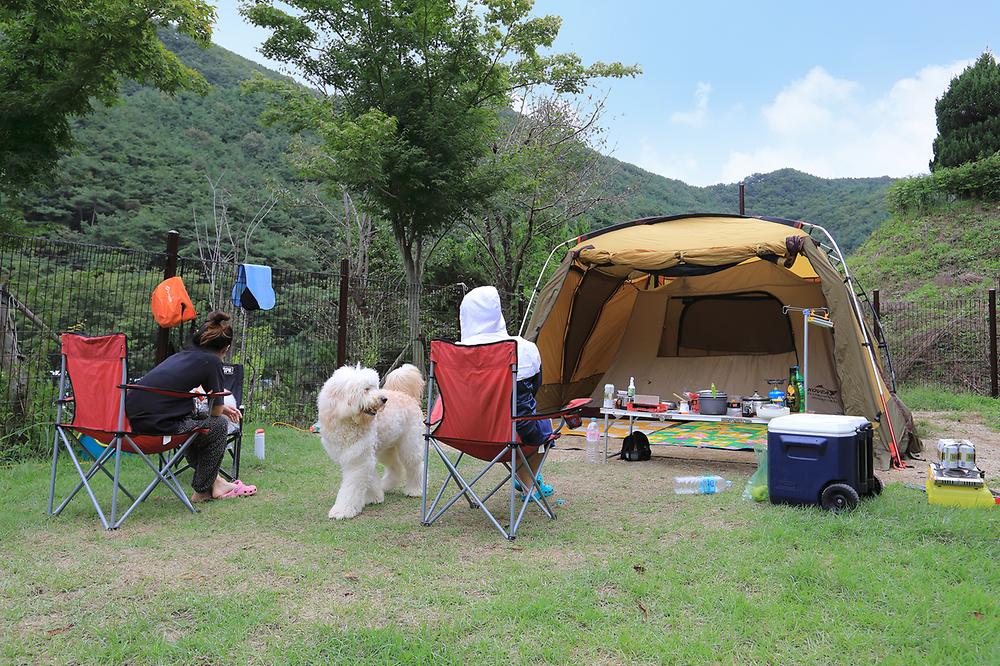 트리독스 애견전용캠핑장