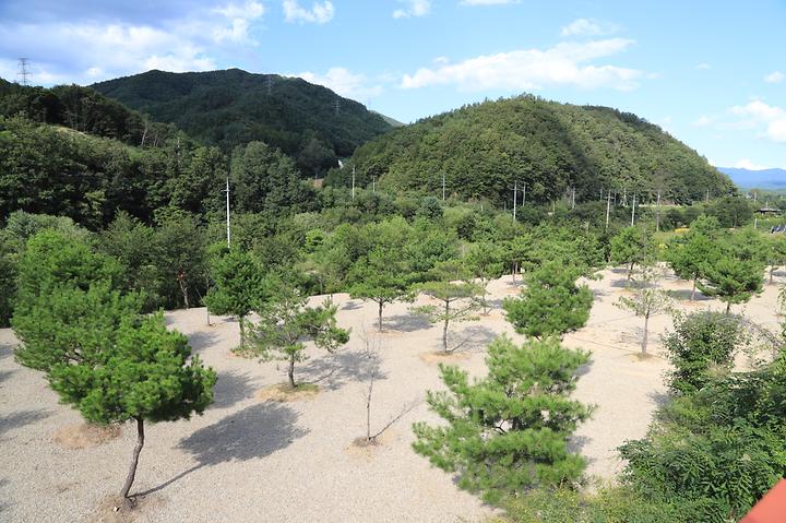 홍천와캠핑