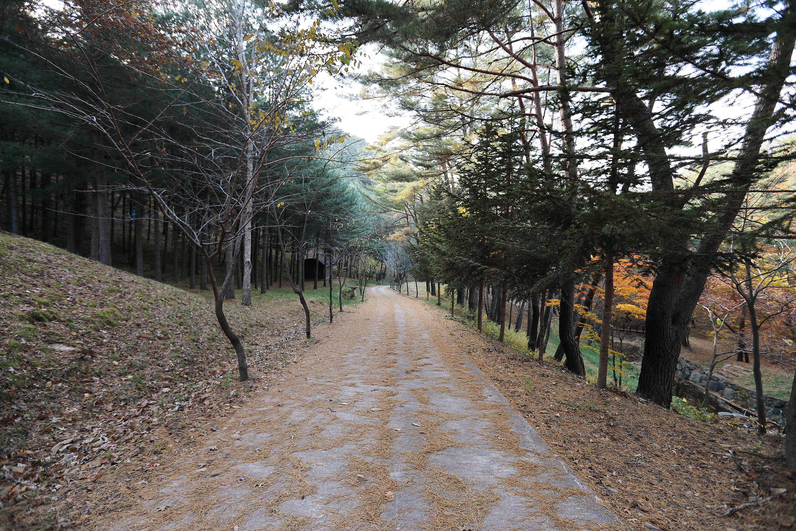 국립검마산자연휴양림야영장