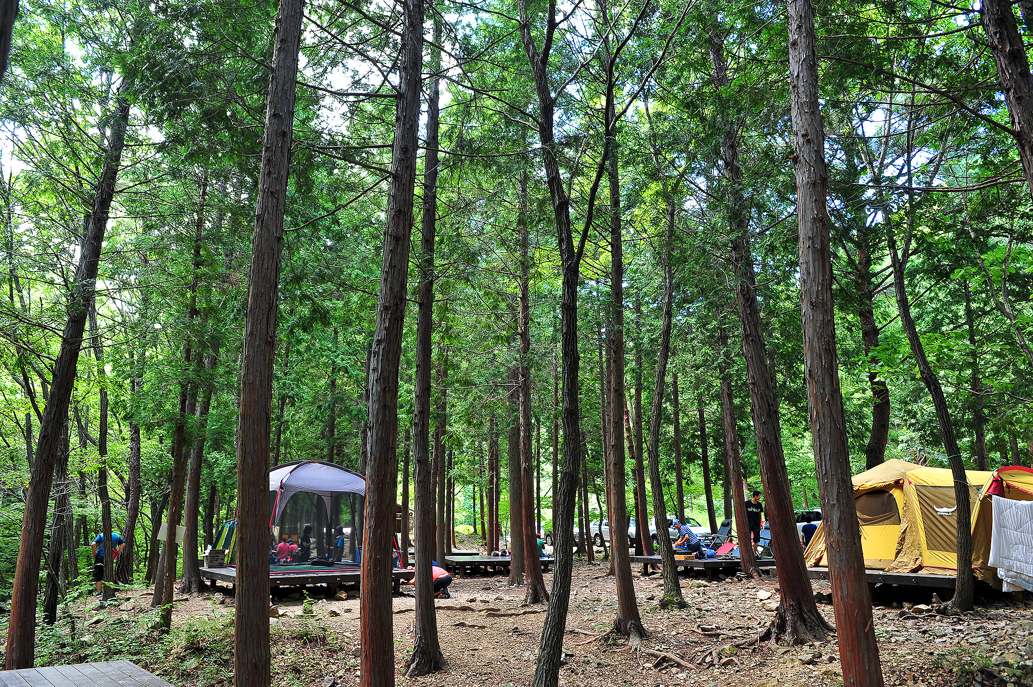 국립남해편백자연휴양림