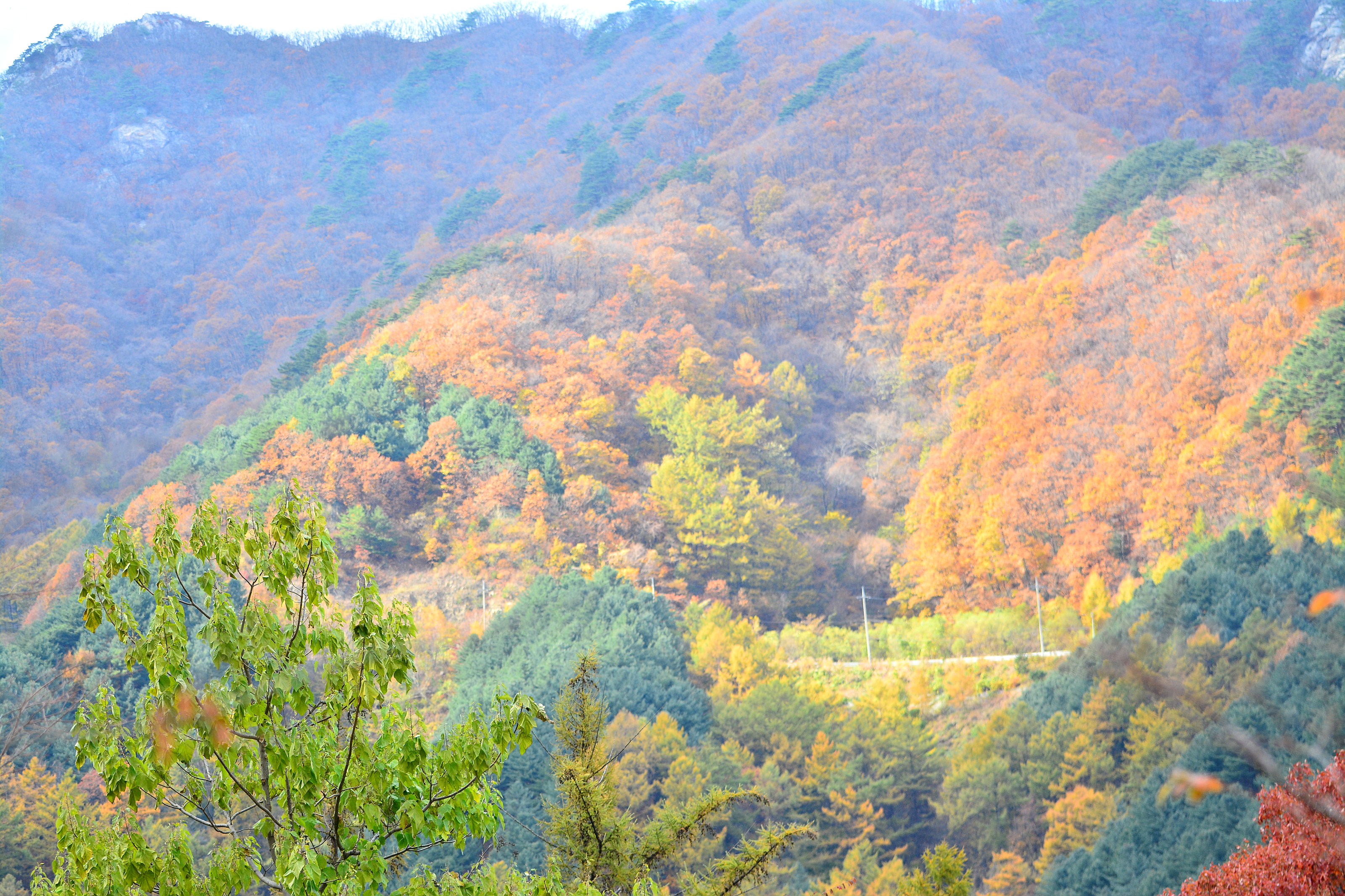 국립유명산자연휴양림