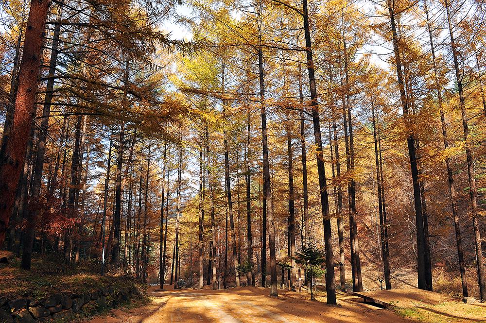 국립청옥산자연휴양림