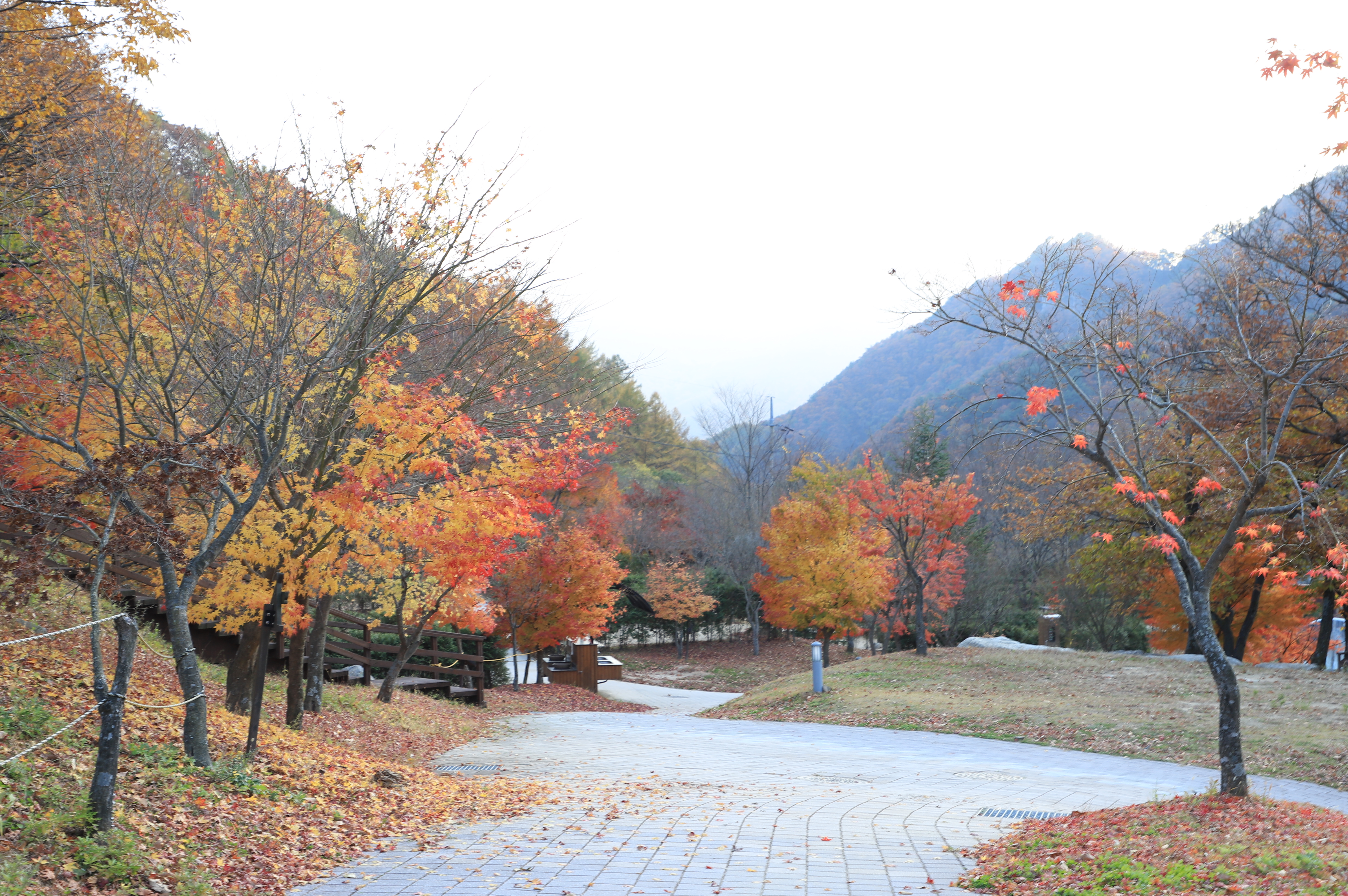 금대자동차야영장(치악산국립공원)
