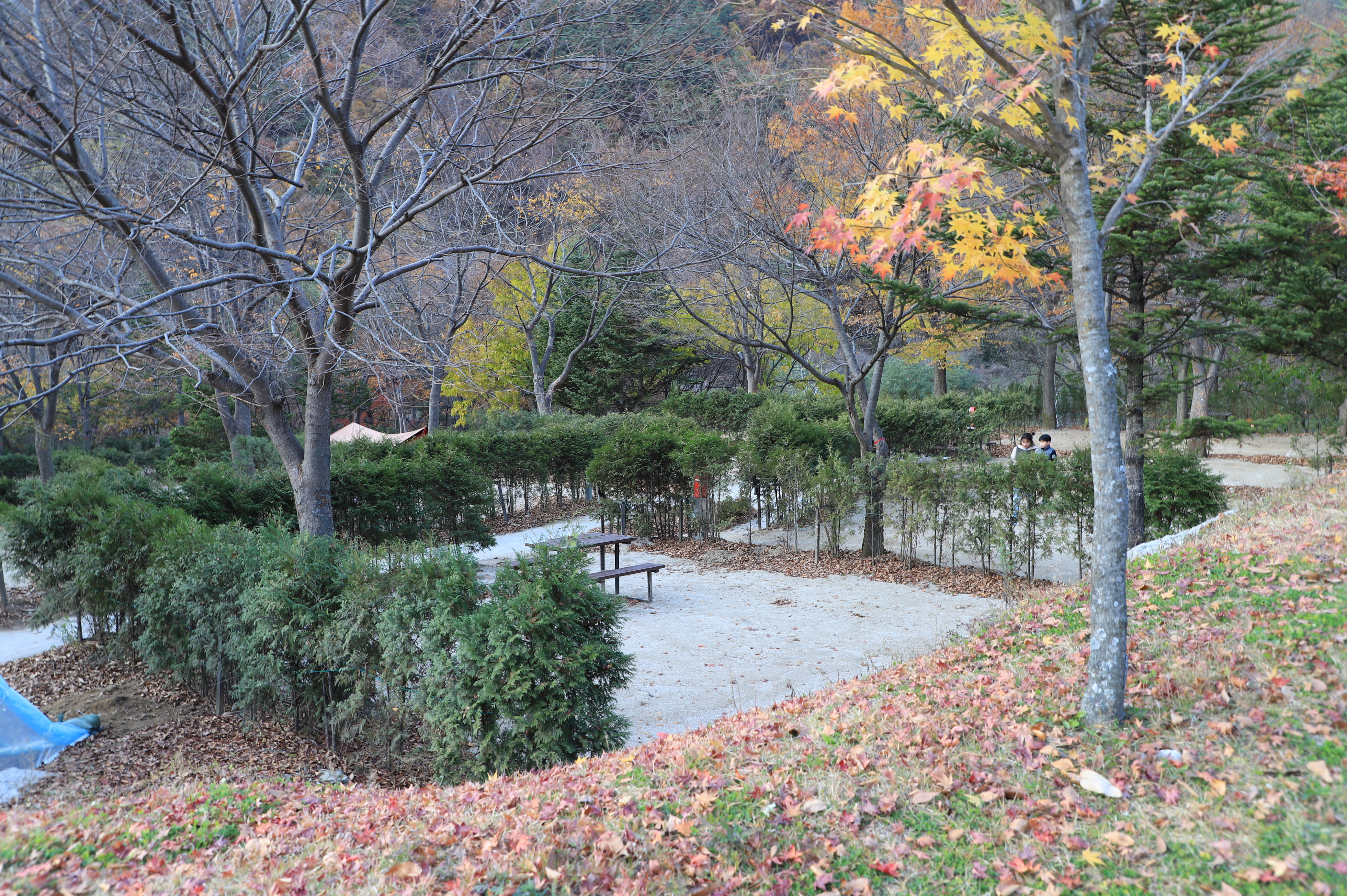 금대자동차야영장(치악산국립공원)