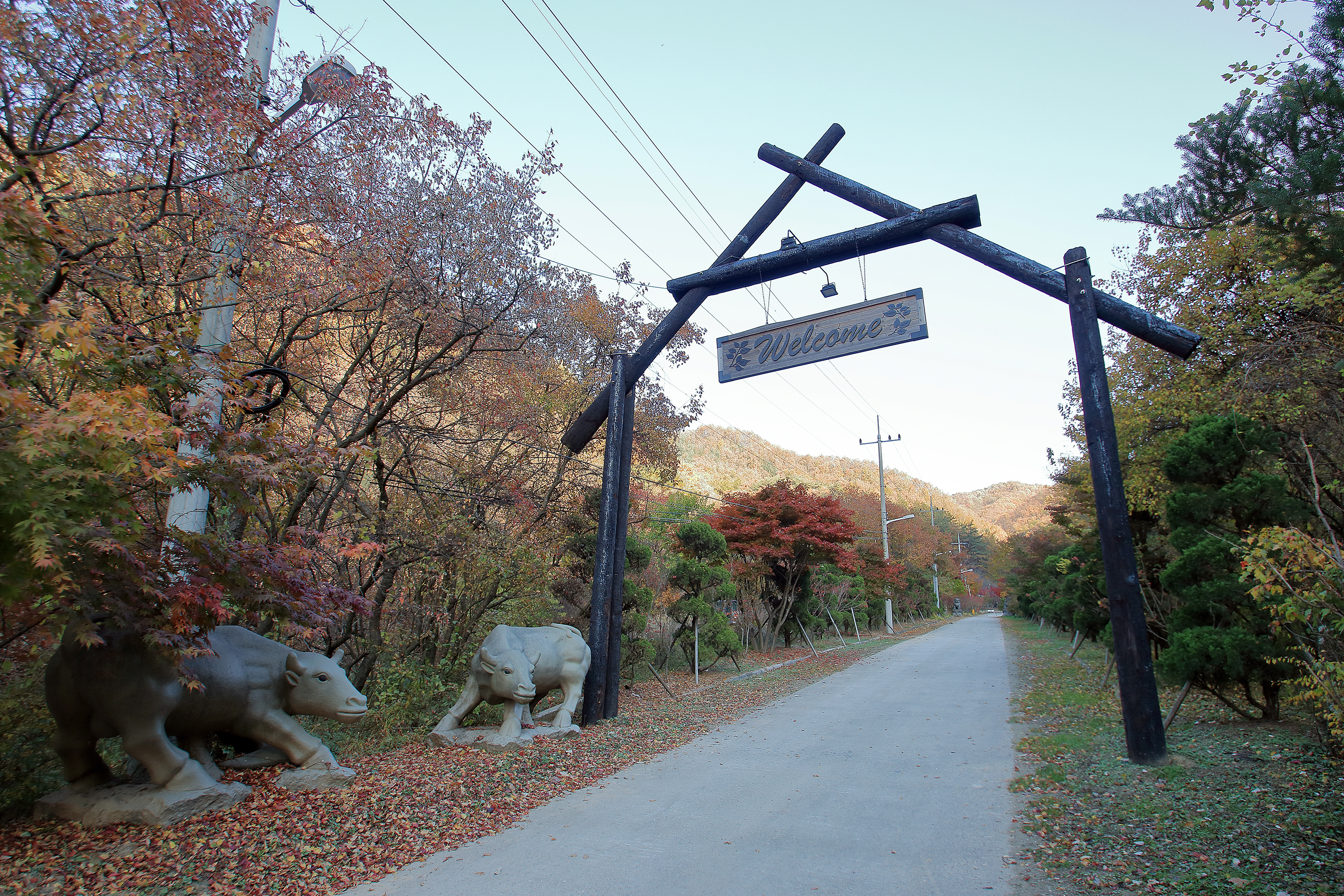 THATS CAMPING 횡성자연휴양림야영장