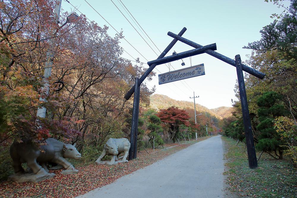 THATS CAMPING 횡성자연휴양림야영장