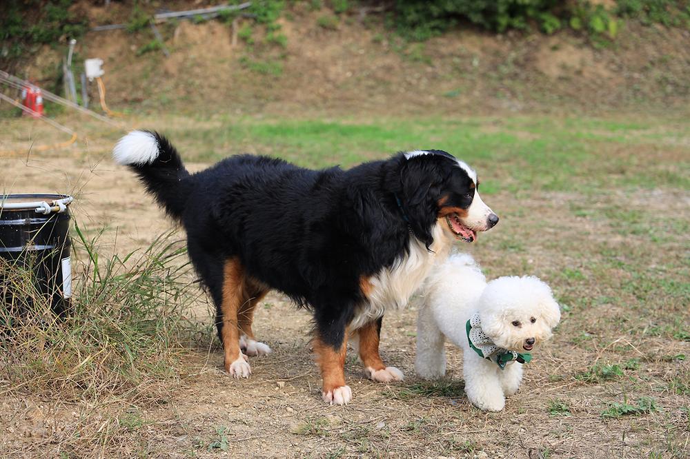 링크독 애견캠핑장(Link dog 애견캠핑장)