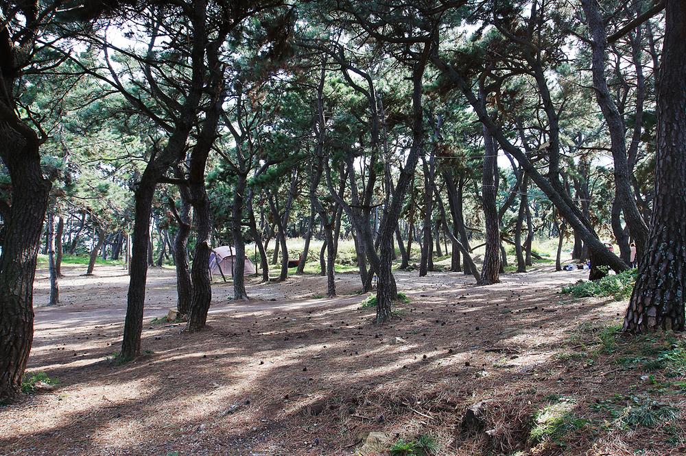 그린오토캠핑장