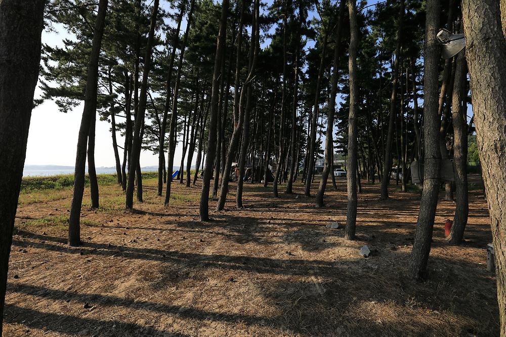 백사장사계절 숲속야영장