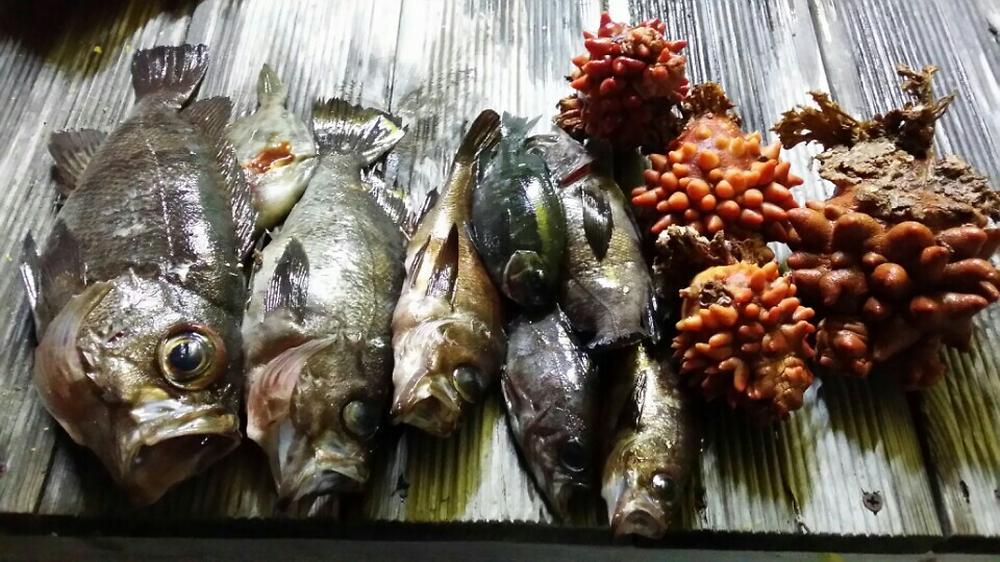 청보리오토캠핑장
