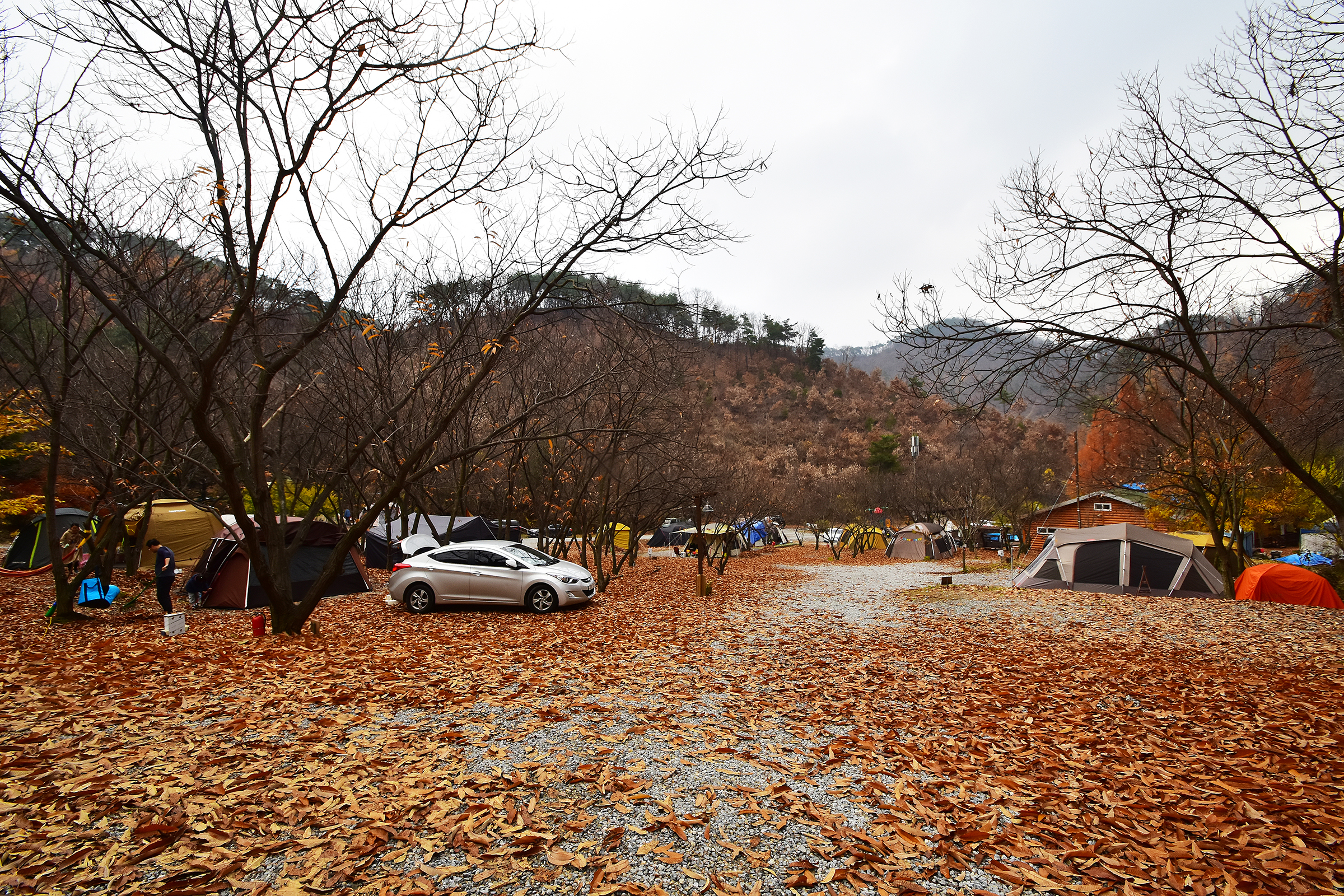 LAFORESTA(라포레스타)