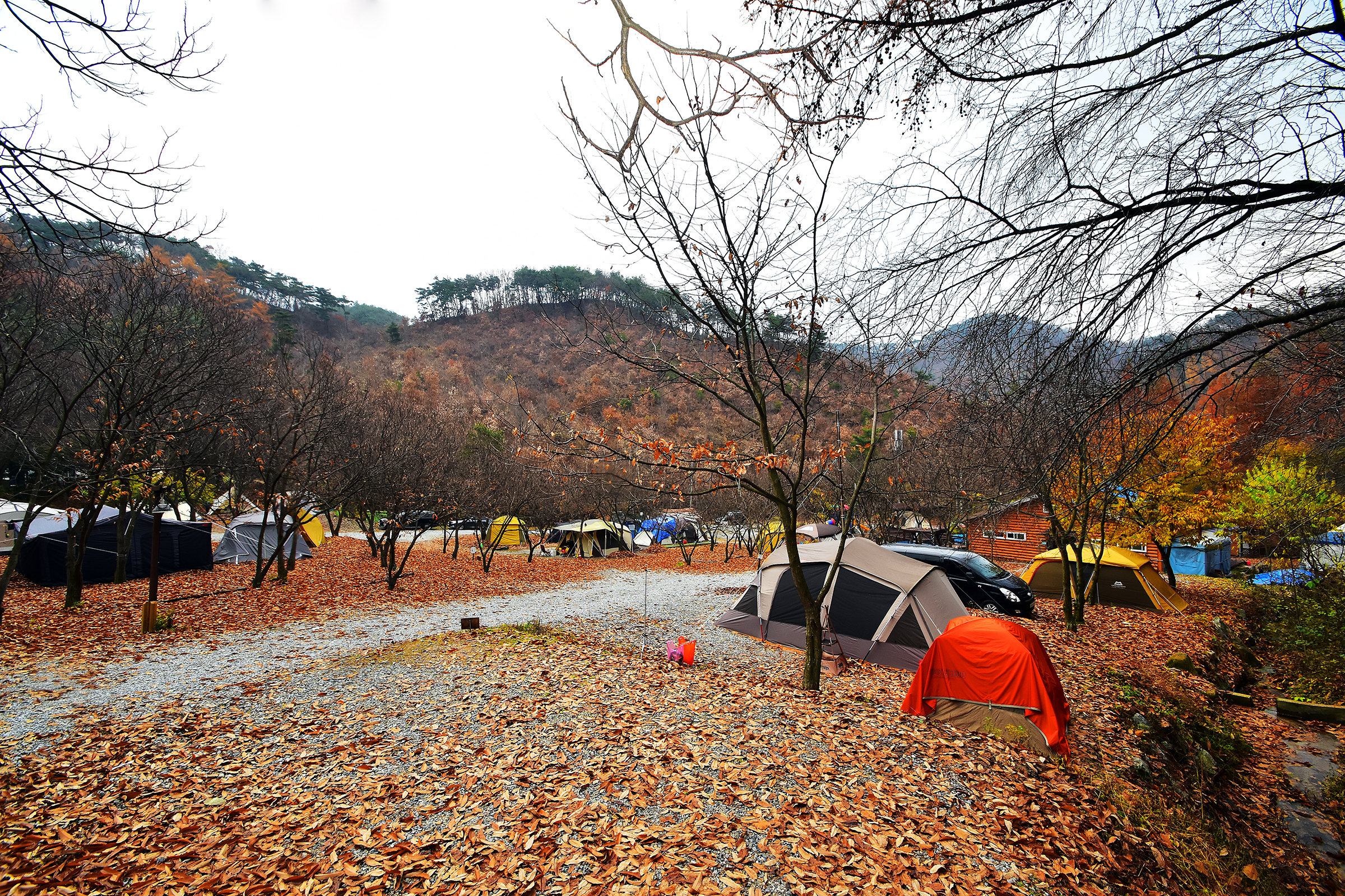 LAFORESTA(라포레스타)