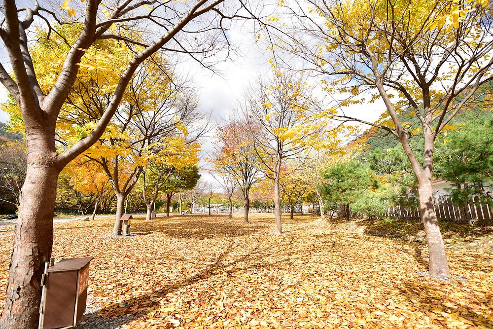 개울가오토캠핑장
