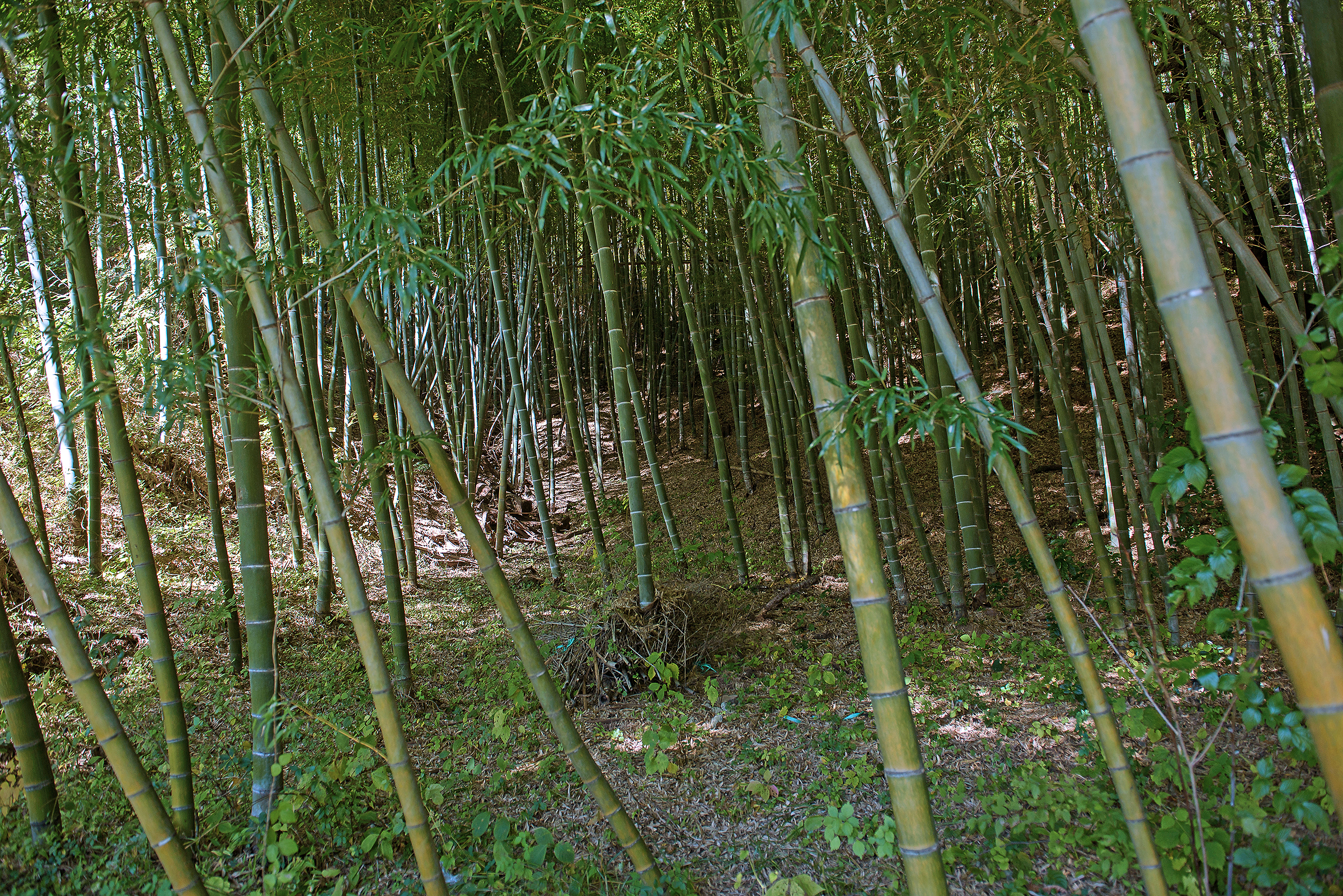 담양금성산성 오토캠핑장