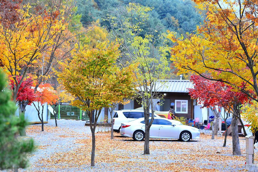 들꽃여울캠핑장