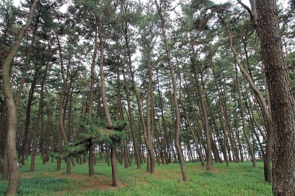 솔바람 캠핑장