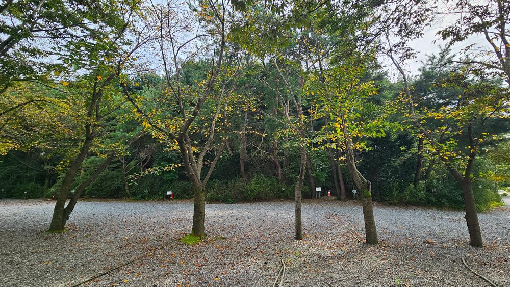 숲속에안뜰 캠핑장