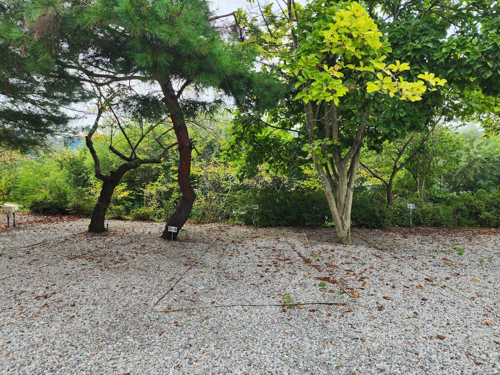 숲속에안뜰 캠핑장