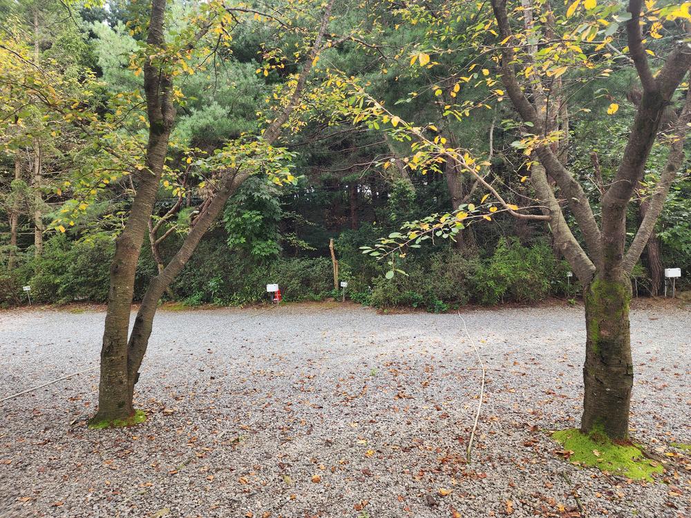 숲속에안뜰 캠핑장