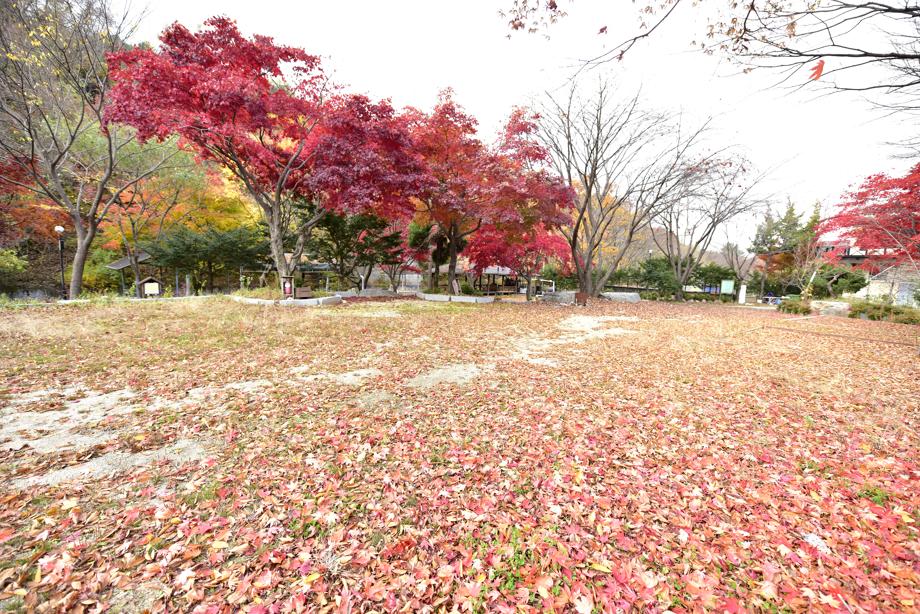 유명산밸리캠핑장