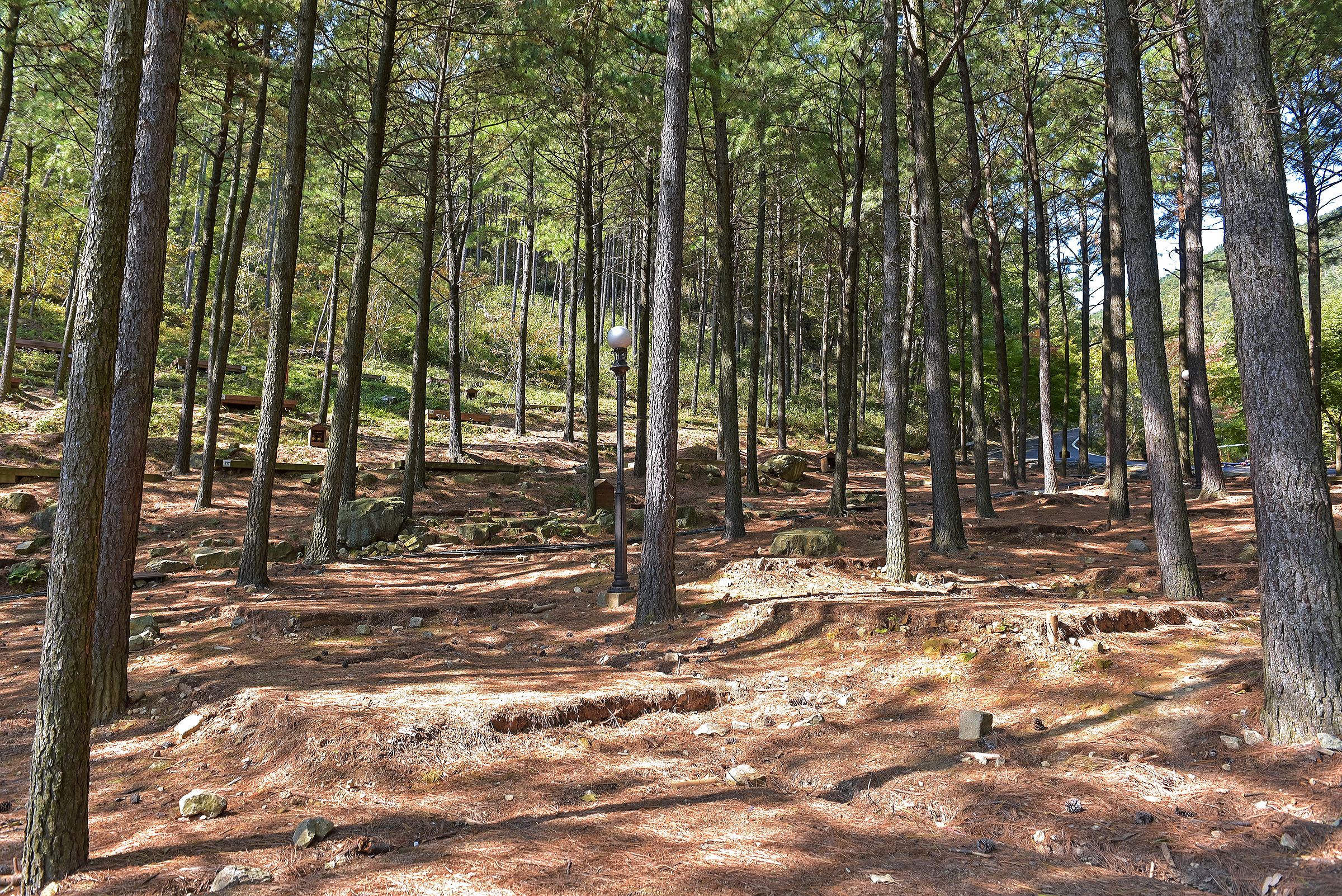 제암산자연휴양림 야영장
