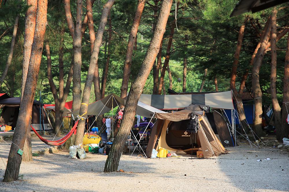 내리계곡 솔밭캠핑장
