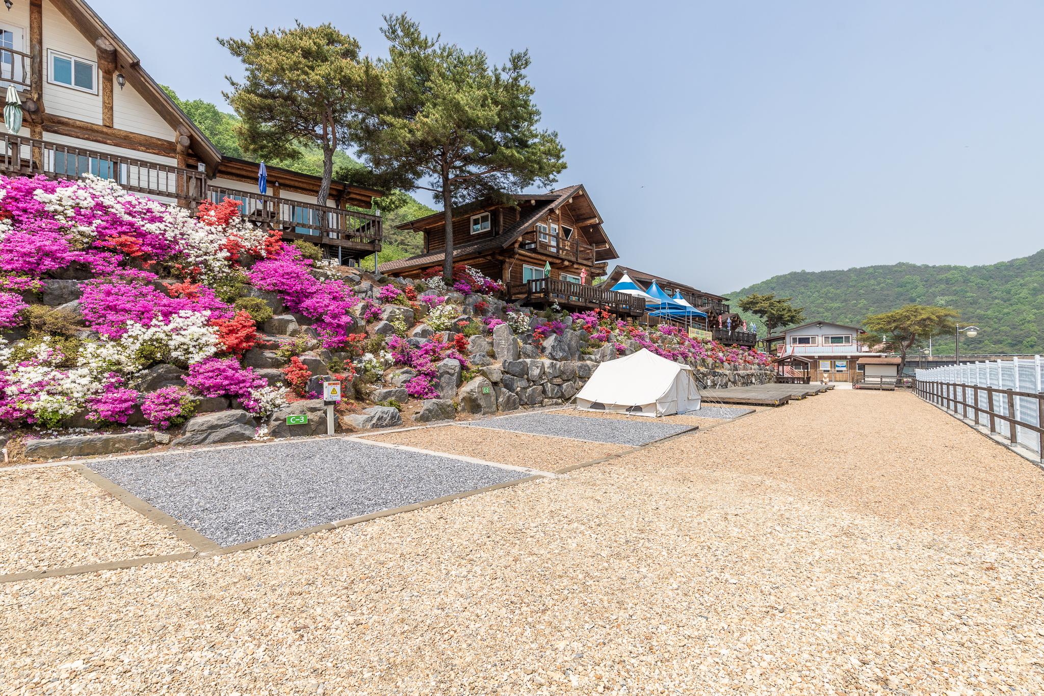 고목정