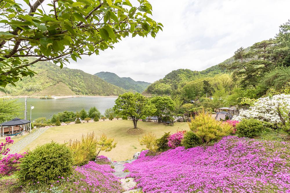 마로니에숲 캠핑장
